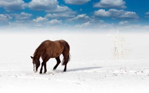 Zimowisko runowo z nauką jazdy konnej